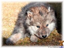 wolf dog puppy posted by Wolf Husky Pups